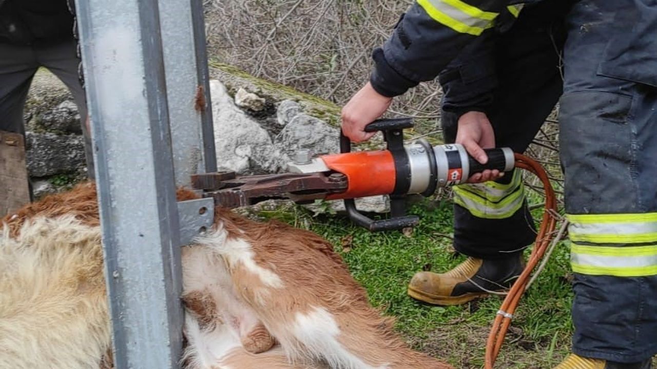 Aydınlatma Direğine Sıkışan Buzağı Kurtarıldı