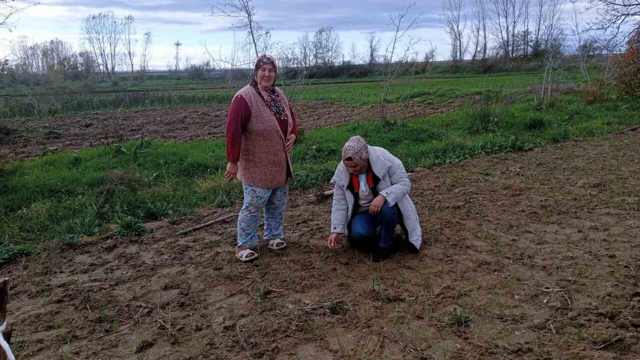 Babaeski'de Sera ve Sarımsak Üretim Alanları Denetlendi