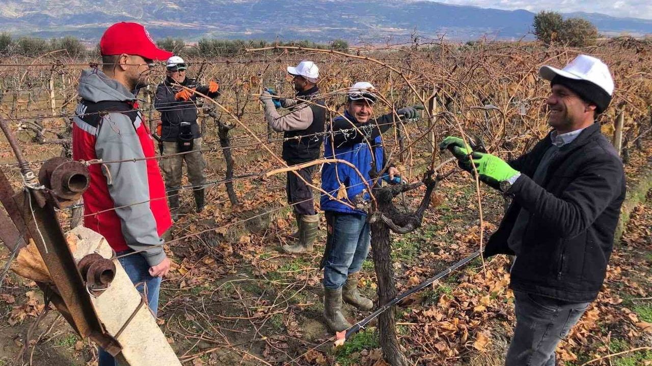 Bağ Budama Eğitimleri İle Verim Artışı