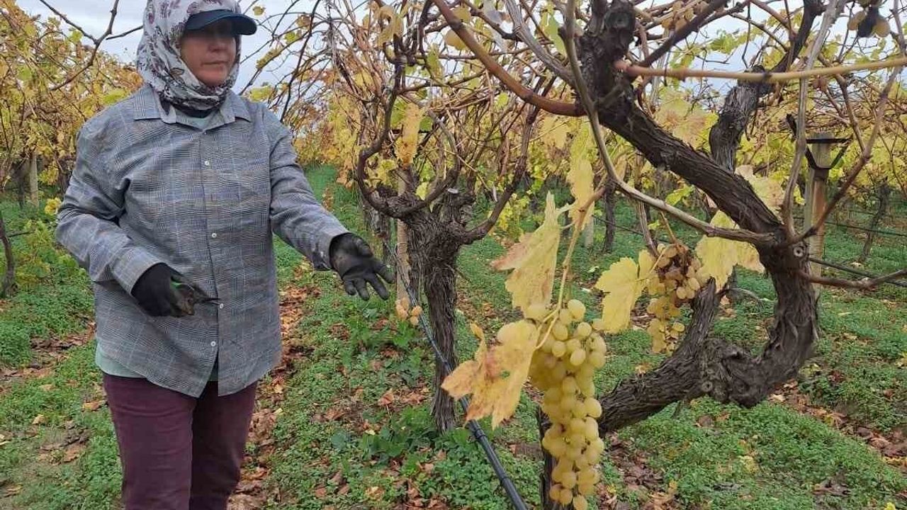 Bağda Kalan Üzümler Aile Ekonomisine Destek Sağlıyor
