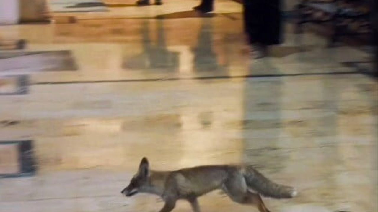 Balıklıgöl’de Sıradışı Bir Ziyaretçi: Aç Kalan Tilki