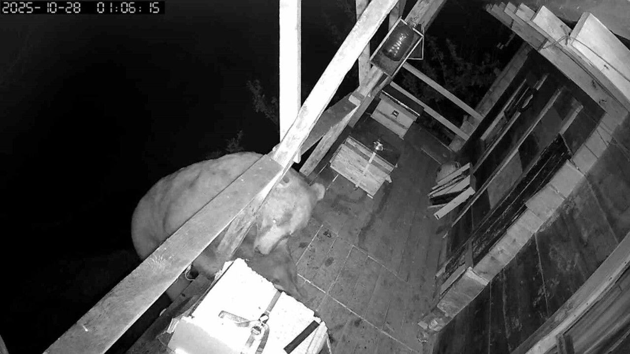 Balkonda Bal Yiyen Ayı Kameralarda