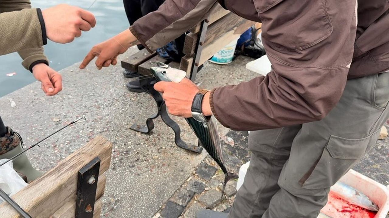 Bandırma'da Palamut Bereketi Yaşanıyor