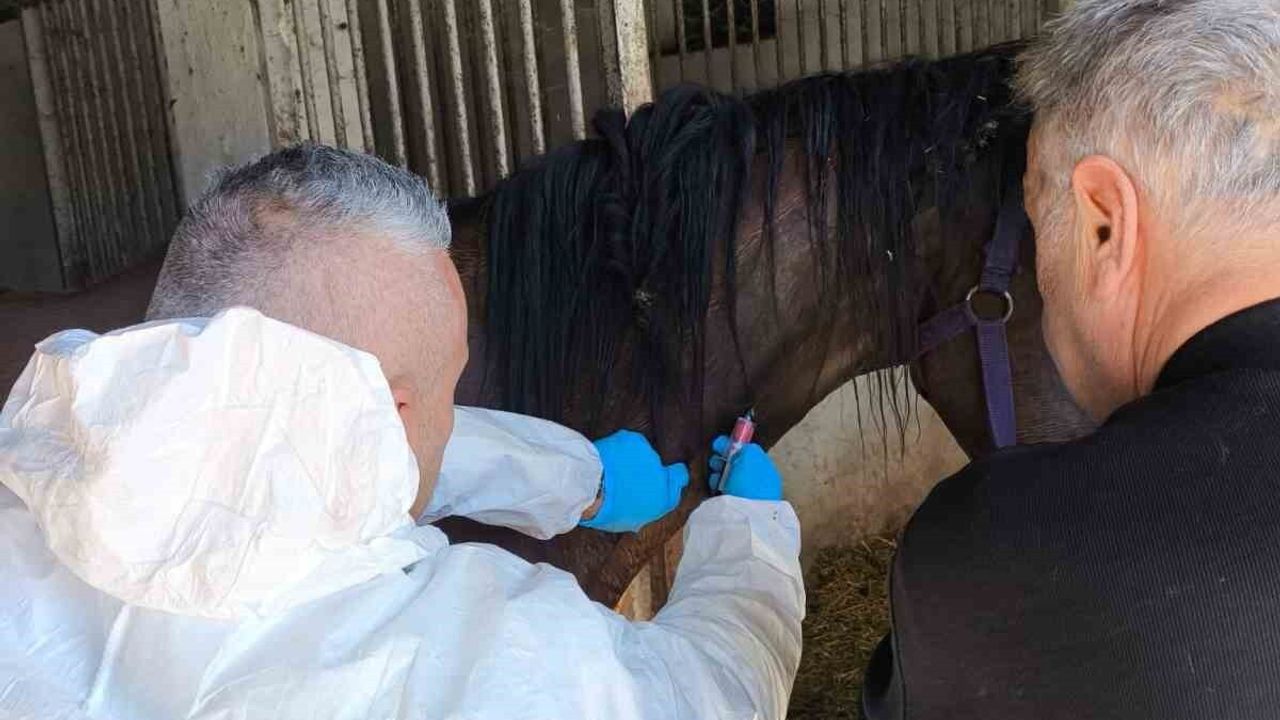 Bartın'da Milyonluk Safkan Atın Sağlık Kontrolü