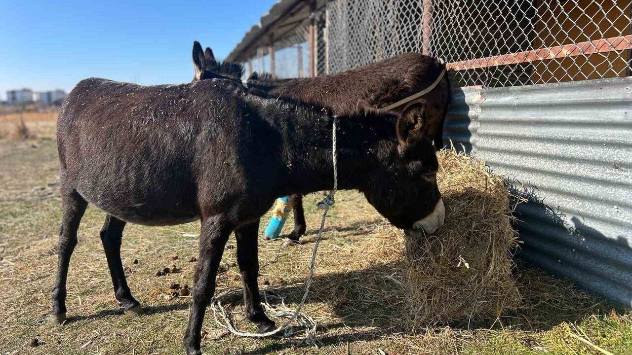 Başıboş At ve Eşekler Trafik Güvenliğini Tehdit Ediyor