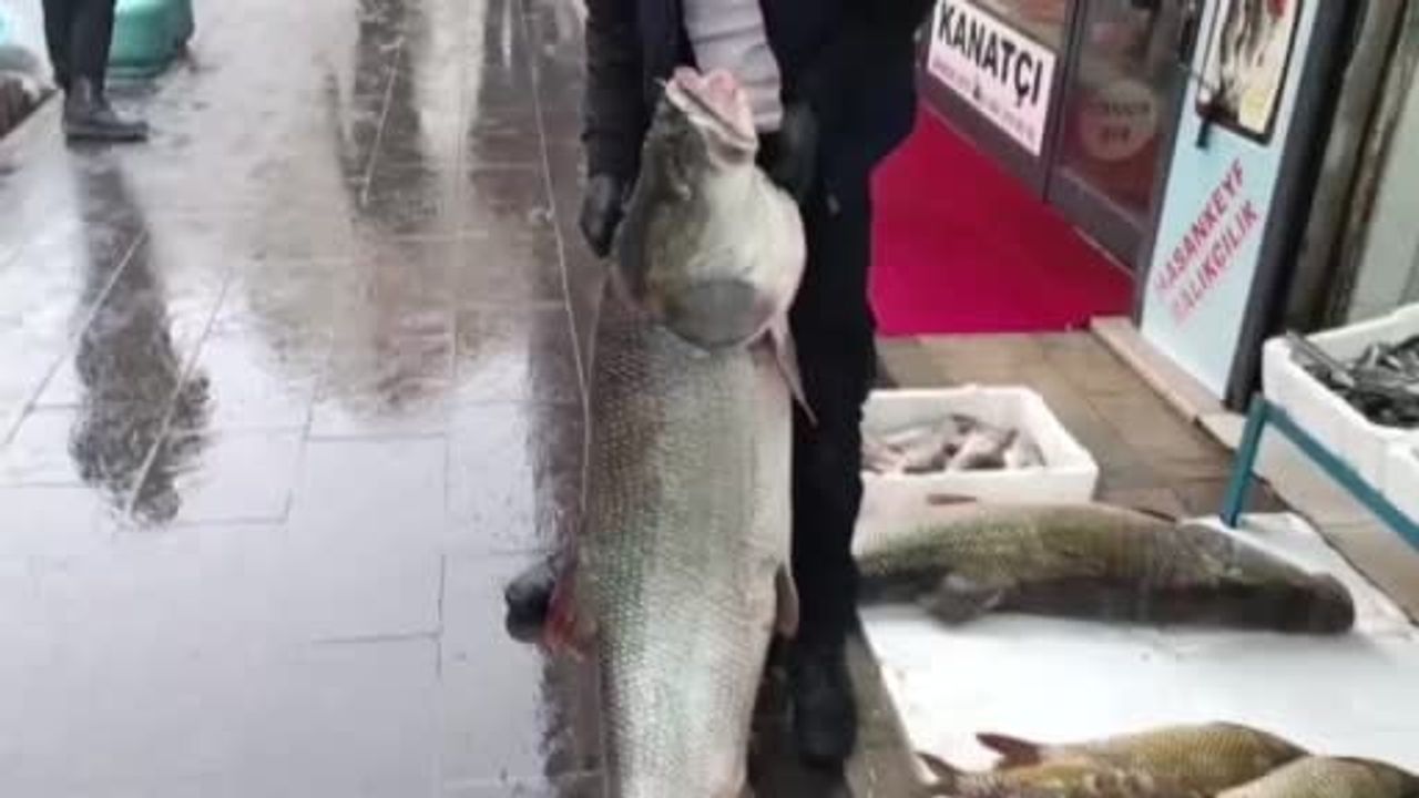 Batman'da 67 Kilogramlık Dev Turna Balığı Sergileniyor