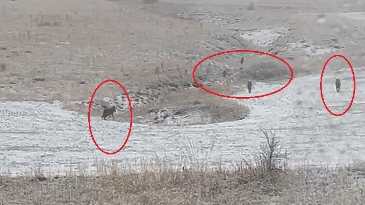 Bayburt Köylerinde Kurt Sürüleri Alanda Görüldü