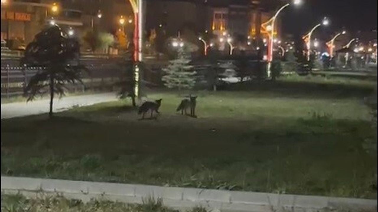 Bayburt'ta Eğlenceli İki Tilki Anları