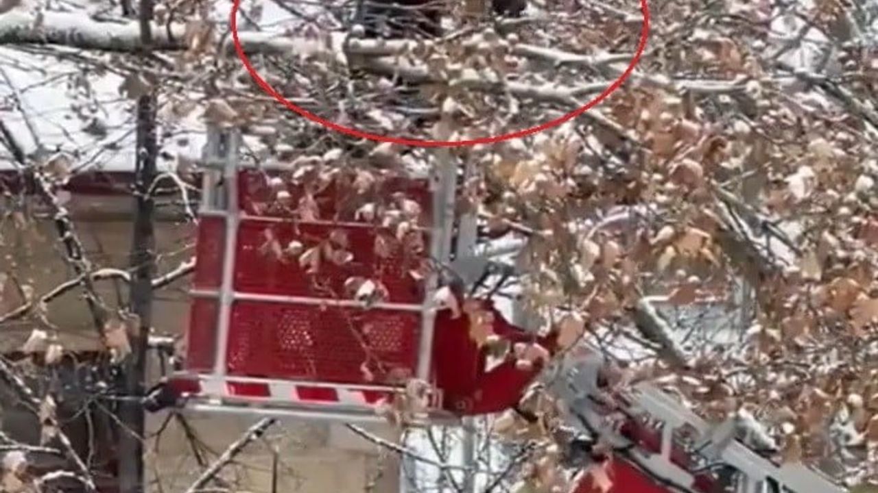 Bayburt'ta İtfaiye Ekipleri Kargayı Kurtardı