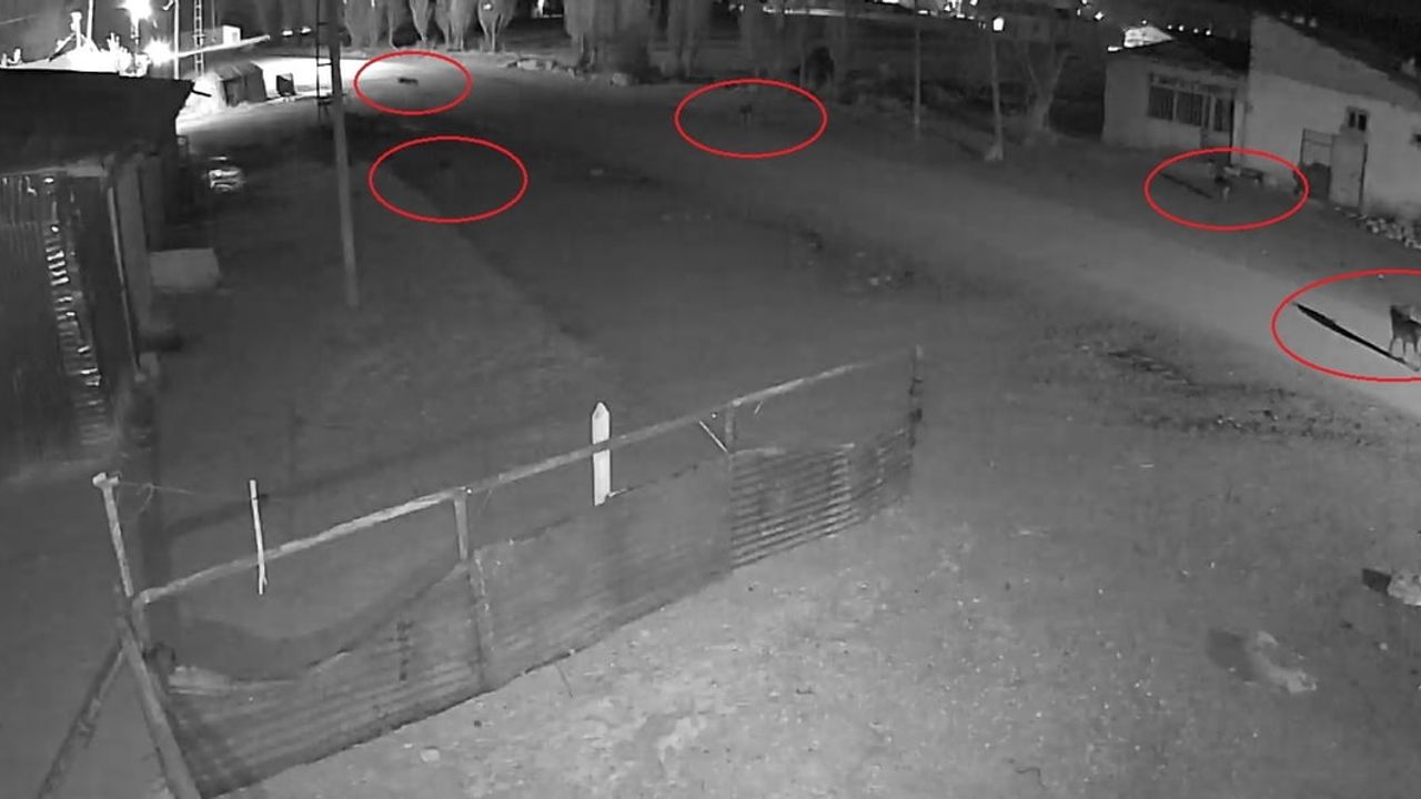 Bayburt'ta Kurt Saldırısı Anlarının Görüntüleri Ortaya Çıktı