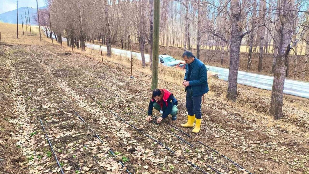 Bayburt'ta Salep Üretimi Artıyor