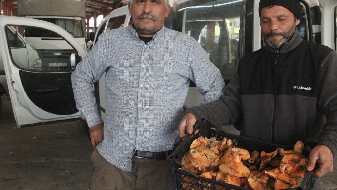 Bayramiç'te Kanlıca Mantarı, Köylünün Yeni Gelir Kaynağı