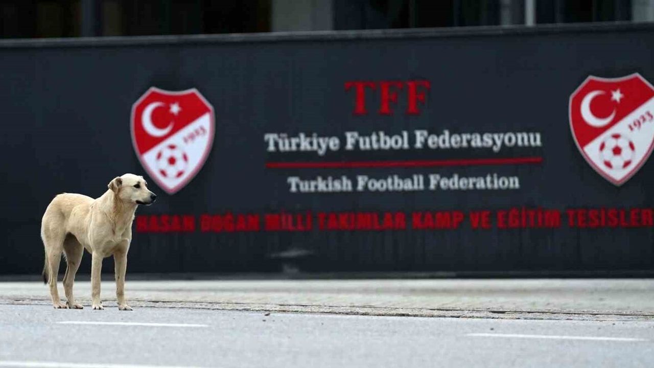 Beşiktaş Başkanı Riva'da TFF ile Görüştü