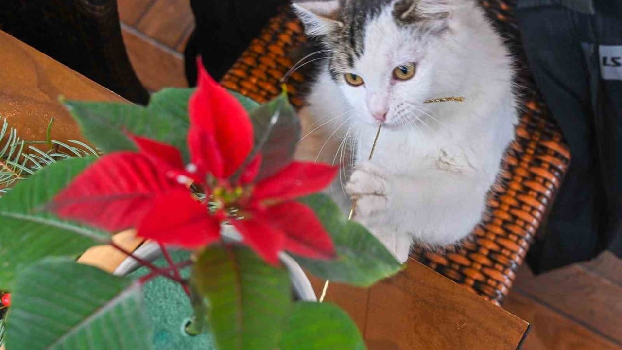 Beşiktaş'ta İkebana Sanatıyla Buluşma