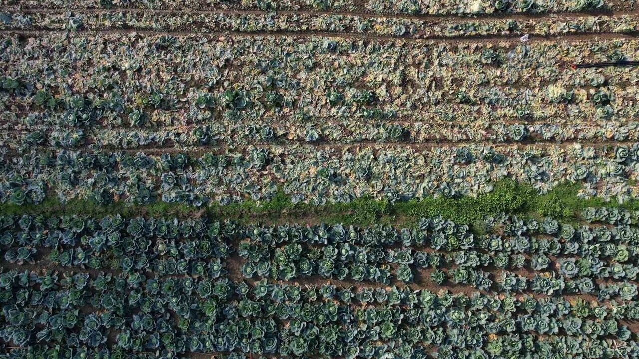 Beyaz Lahana Hasadı Sakarya'da Devam Ediyor