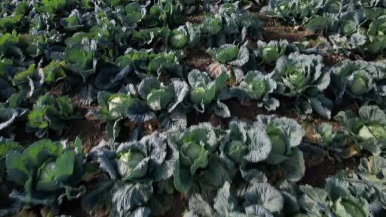 Beyaz Lahananın Mucizesi: Tarladan Pazara