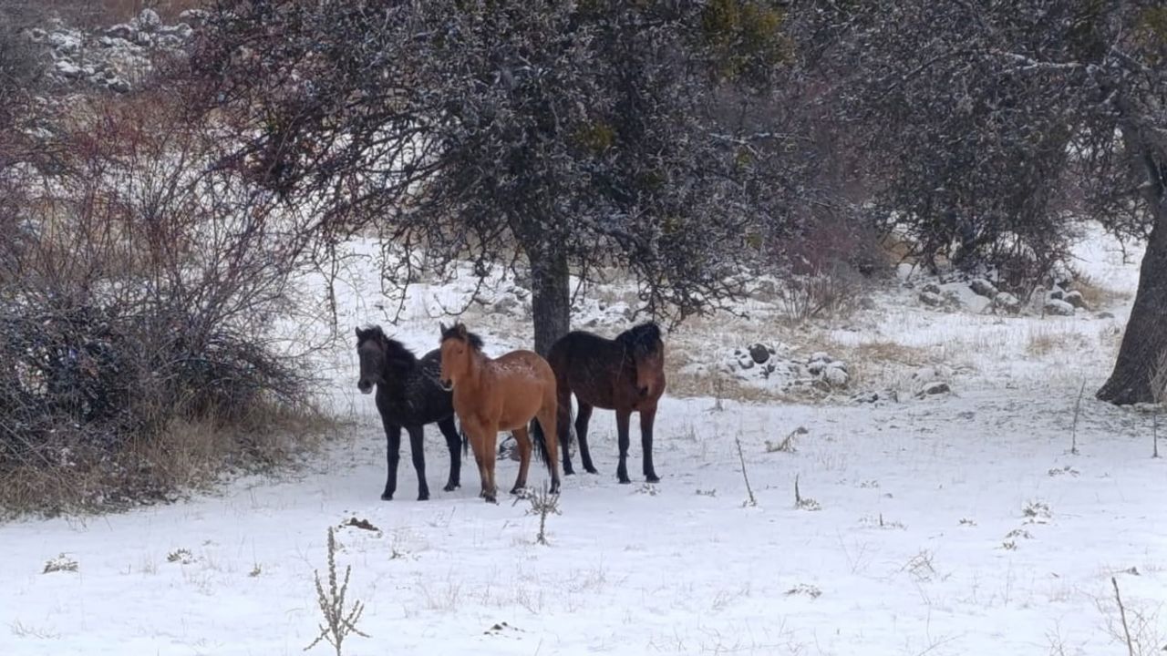 Beypazarı'nda Yılkı Atlarıyla Büyüleyici Manzaralar