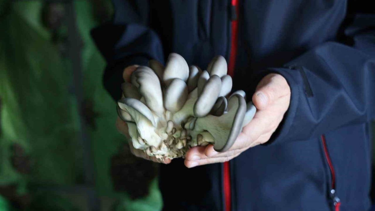 Bilecik’te Hibeli İstiridye Mantar Üretimi Başladı