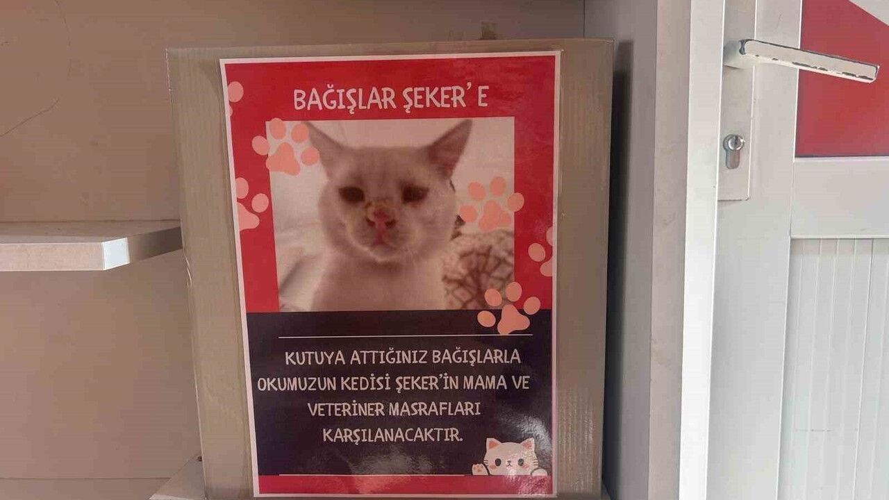 Bilecik'te Öğrencilerden Sokak Kedisine Anlamlı Destek