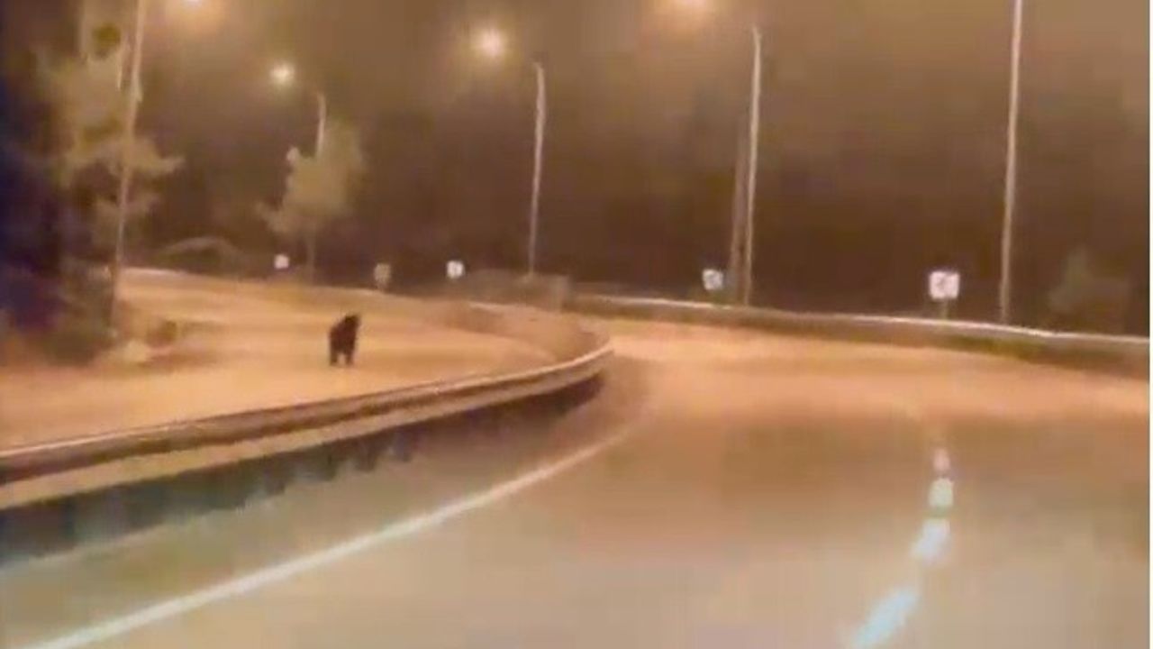 Bilecik'te Yola İnen Ayı Kameralara Yansıdı