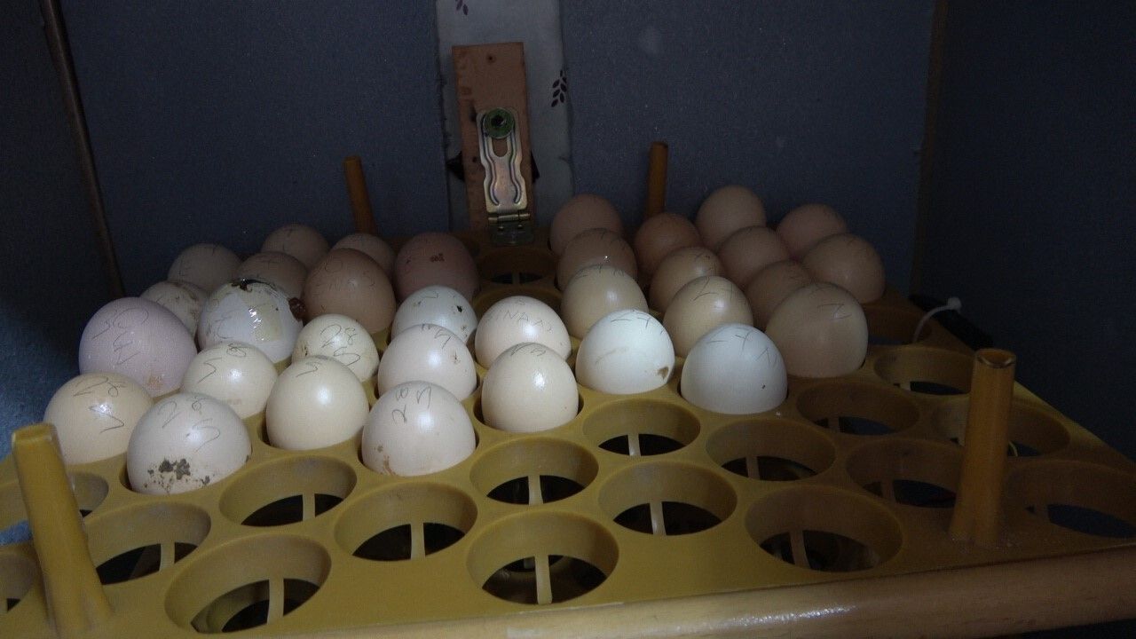 Bingöl'de Elektrik Mühendisi Atık Malzemelerle Kuluçka Makinasi Üretti