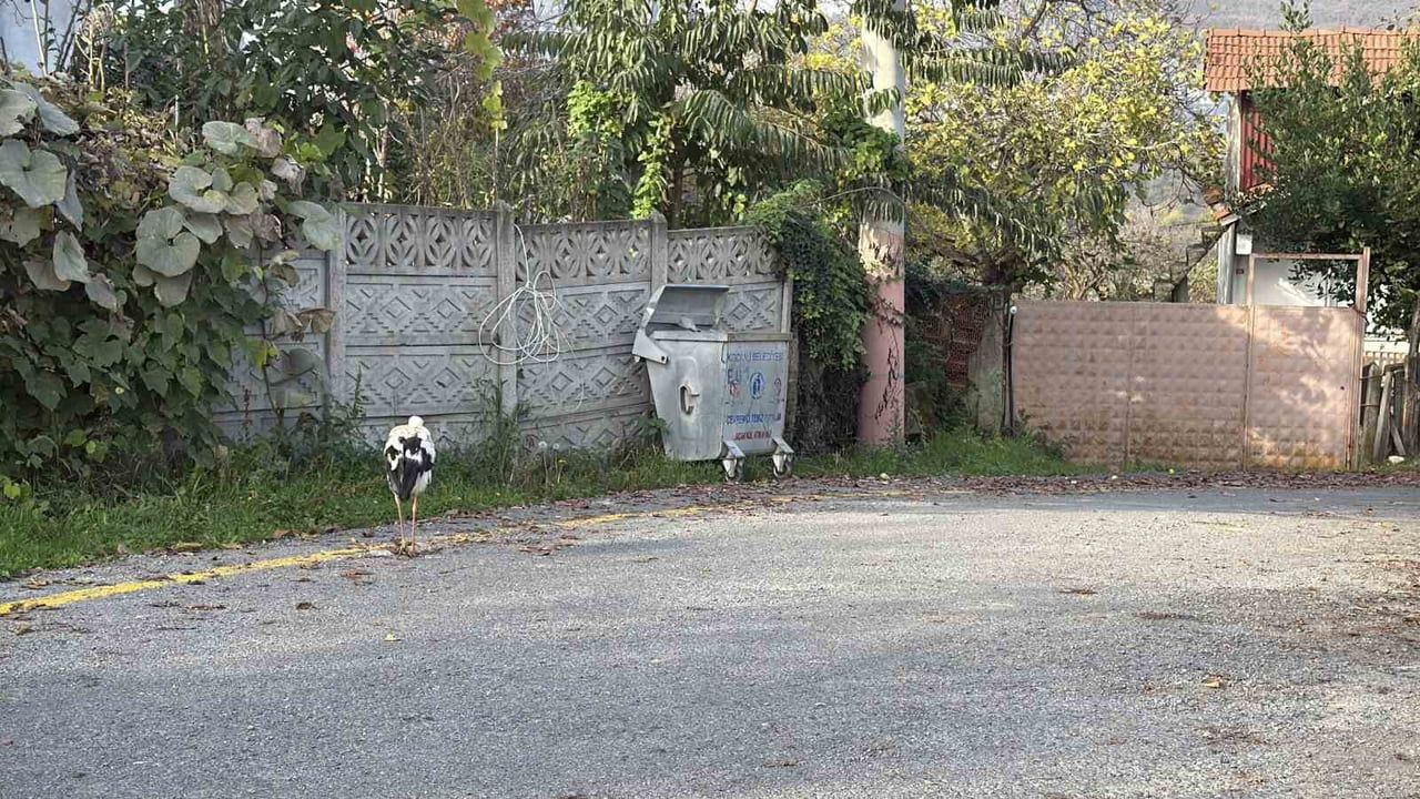 Bir Leylek Hikayesi: Kocaali'de Yeni Bir Üye