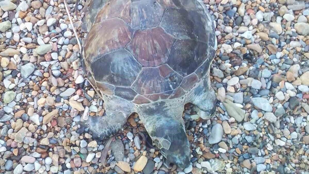 Bodrum’da Yavru Caretta Caretta Telef Oldu