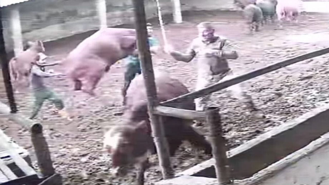 Boğanın Saldırısı Güvenlik Kamerasında