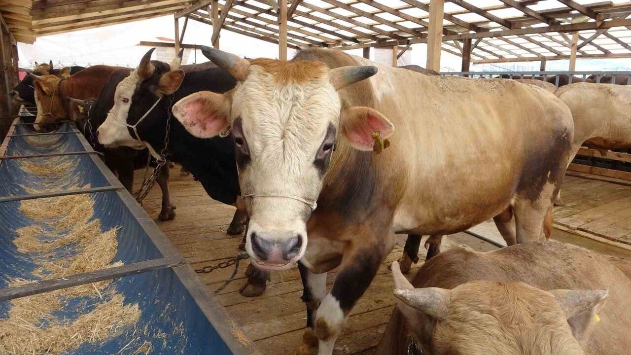Bolu'da Şap Hastalığı Kısıtlamaları Kaldırıldı