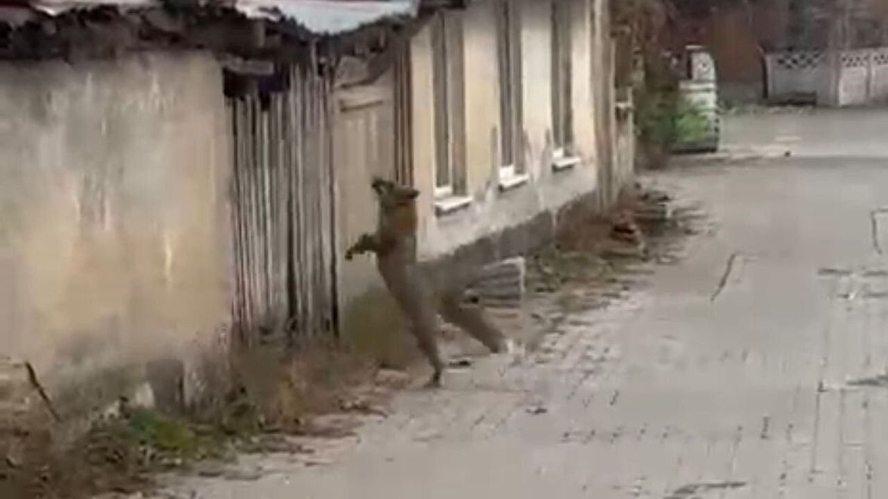 Bolu'da Tilkinin Panik Anları Kamerada