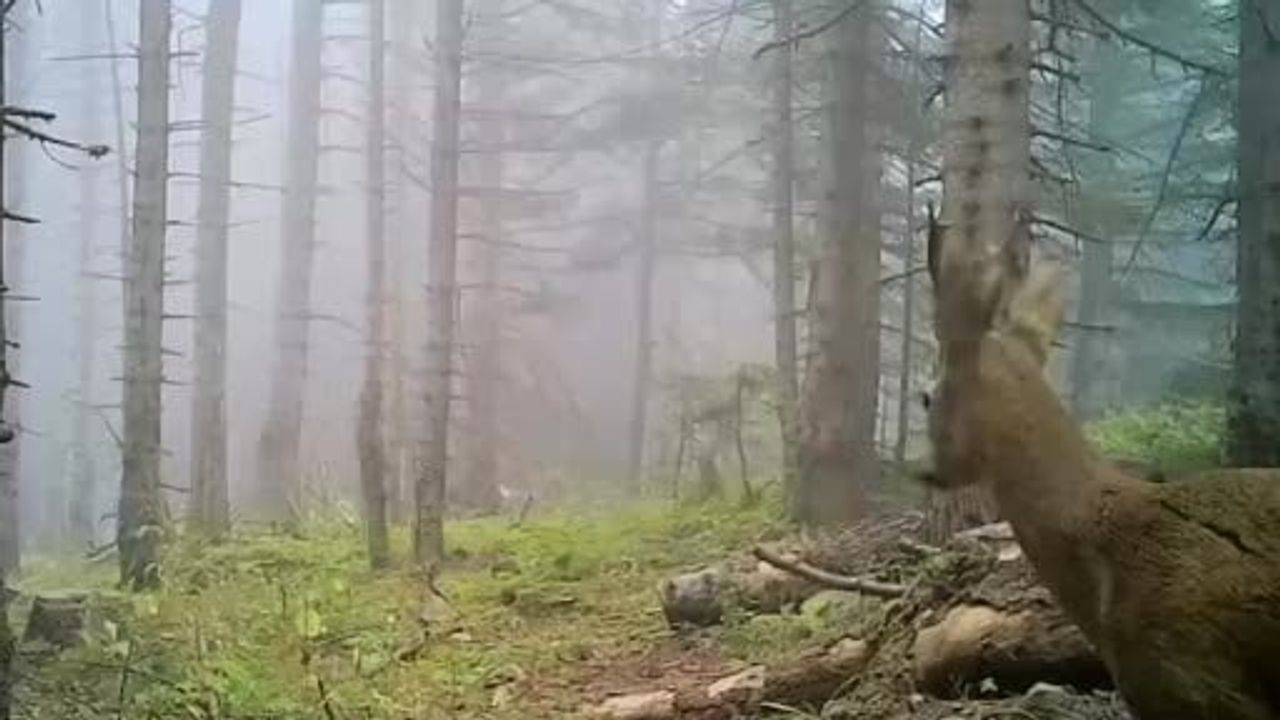 Bolu’nun Yaban Hayatı Fotokapanlarla Belgelendi