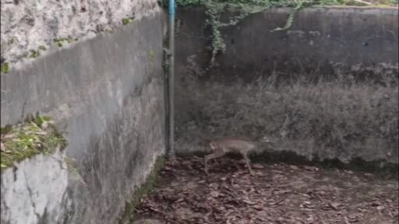 Boş Havuzda Mahsur Kalan Yavru Karaca Kurtarıldı