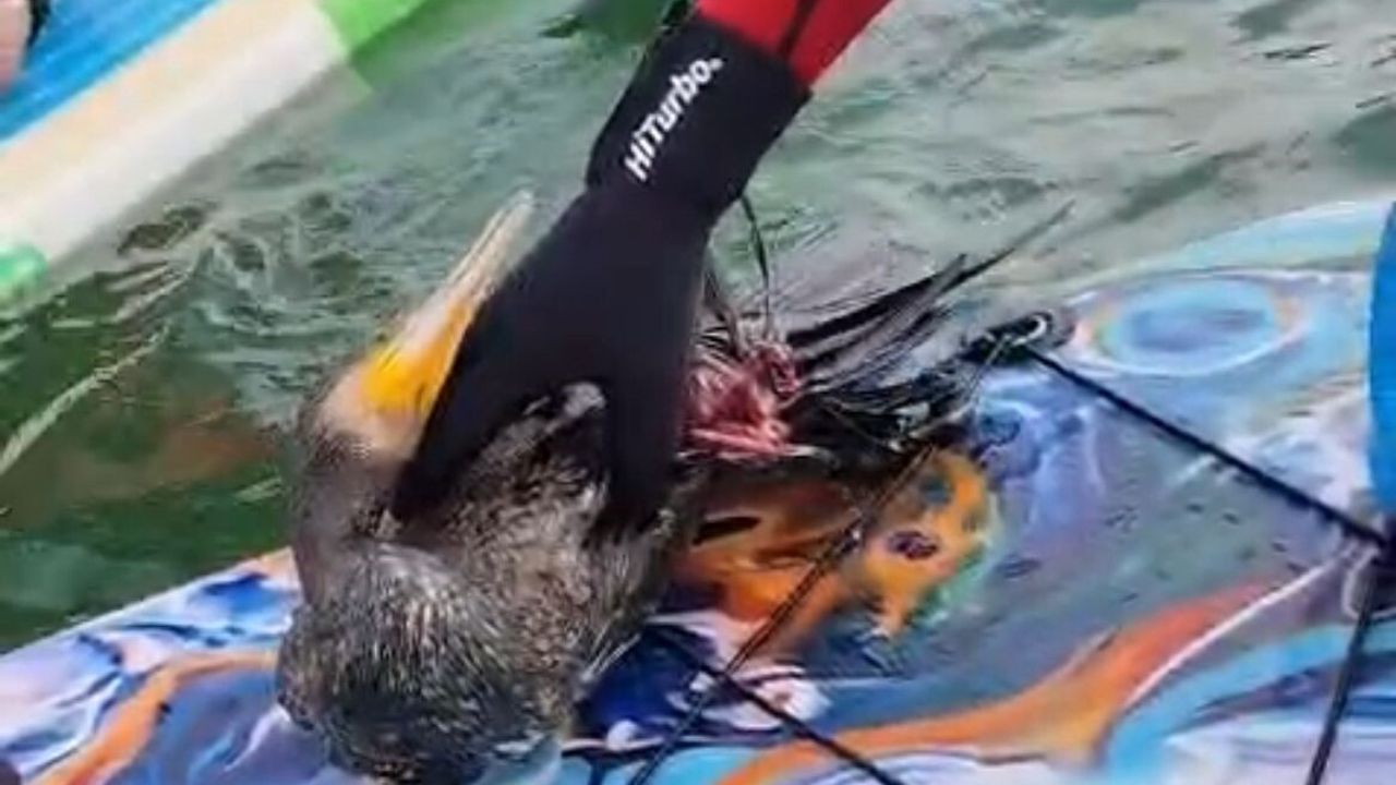Botan Vadisi'nde Yaralı Karabatak Kuşunun Kurtarılması Başarısızlıkla Sonuçlandı