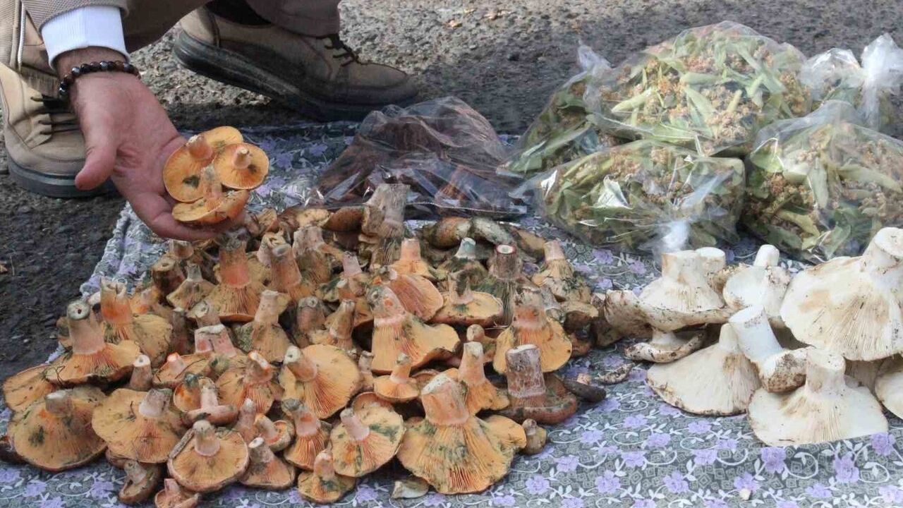 Bozdoğan'da Doğal Mantarlar: Lezzet ve Dikkat Gerektiriyor