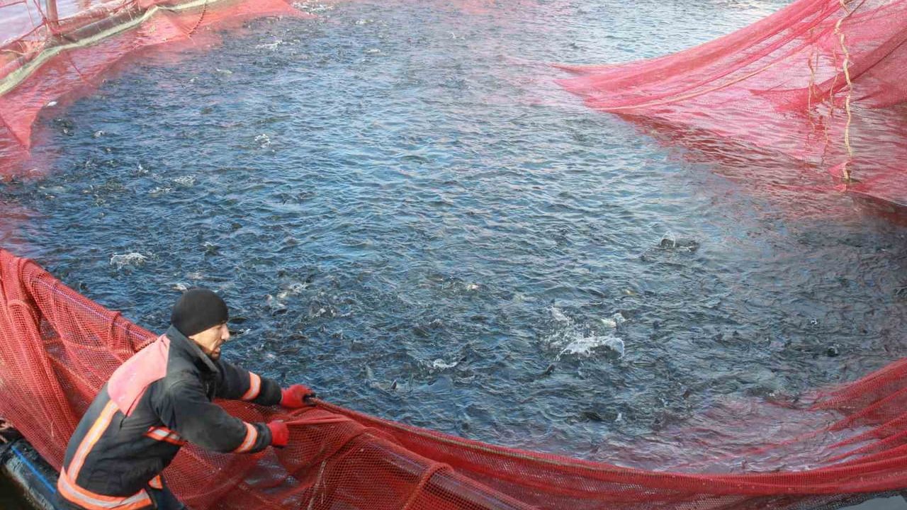 Bozkırda Yükselen Balıkçılık: Yozgat’ın Alabalıkları Dünyaya Açılıyor