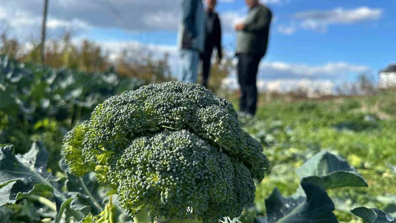 Brokoli Fiyatları Tarladan Pazara Uçtu