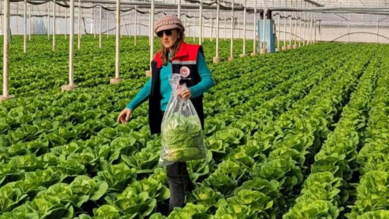 Buharkent'te Sağlıklı Gıda İçin Pestisit Denetimi Uygulaması