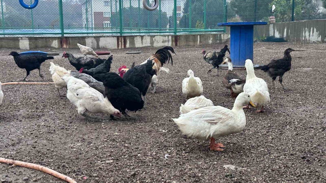 Buldan Gençlik Merkezi'nde Mini Hayvanat Bahçesi Açıldı