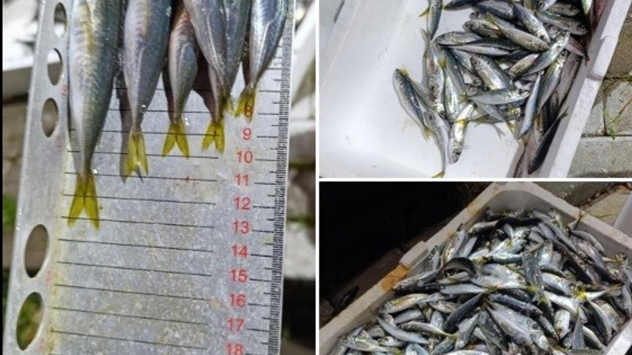 Bursa'da Balık Denetimi: Yasal Boyutun Altındaki İstavritler Ele Geçirildi