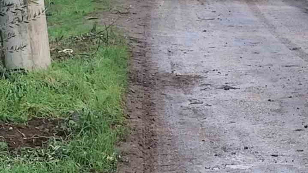 Bursa'da Zeytin Hırsızlığı: 500 Kilo Zeytin Çalındı