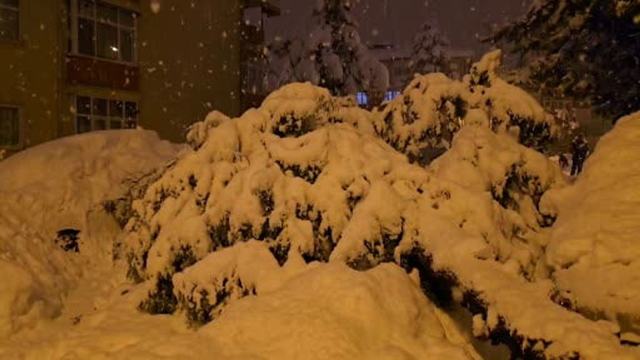 Çam Ağacı İki Aracın Üzerine Devrildi