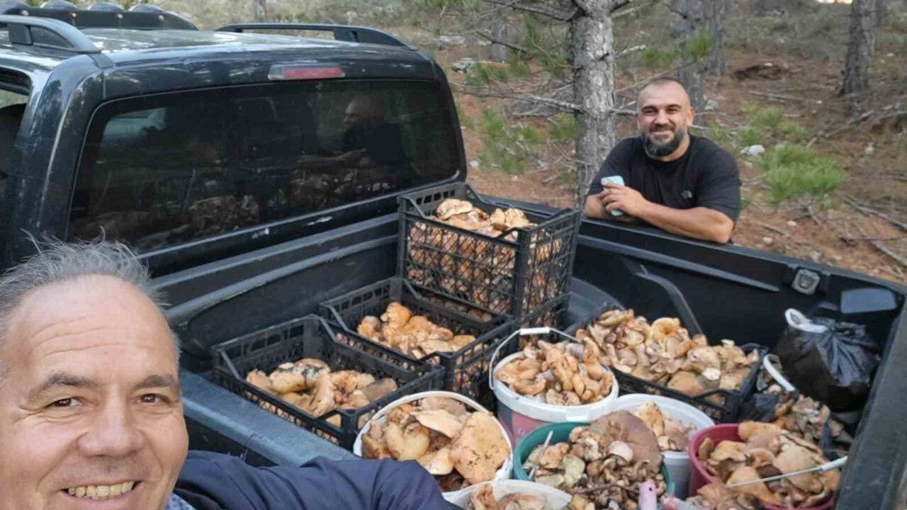 Çameli'de Cintar Mantarları Bereketi