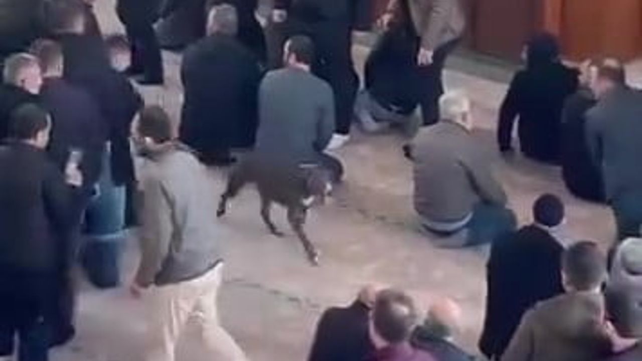 Camiye Giren Pitbull Tedirginlik Yarattı