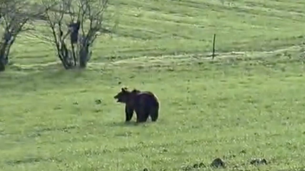 Çanakkale'de Ayı Anları Cep Telefonuyla Kaydedildi