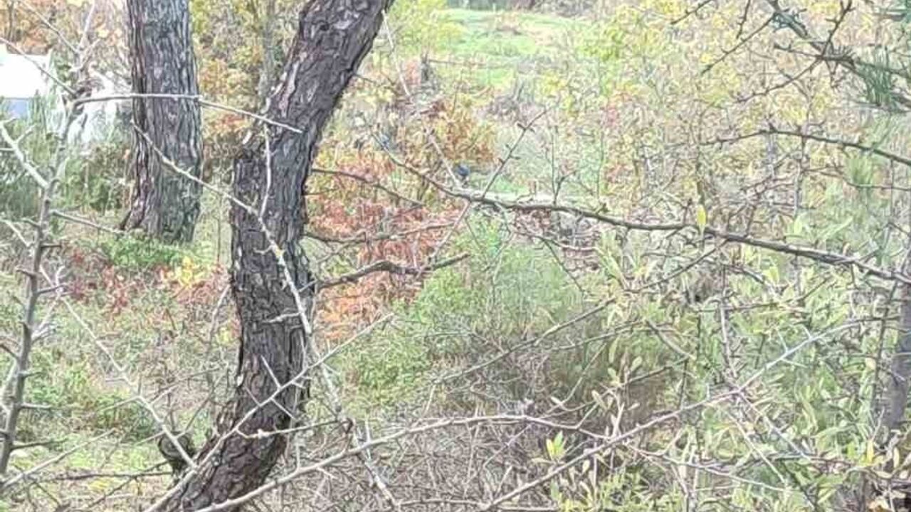 Çanakkale'de Kaybolan Alzheimer Hastası Şefika Avcı'nın Cansız Bedeni Bulundu