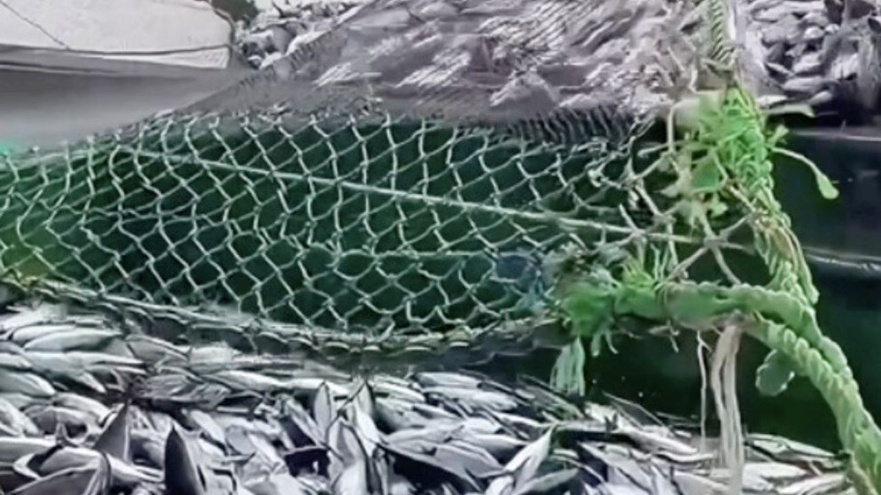 Çanakkale'deki Balıkçılar Sezondan Memnun