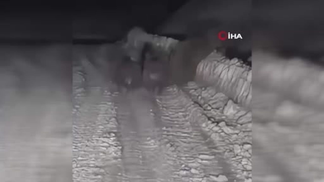 Çankırı'da Kış Uykusuna Yatamayan Ayılar Görüntülendi