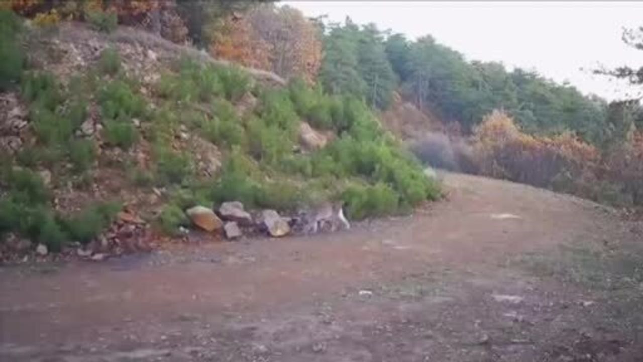 Çankırı'da Nadir Görülen Vaşaklar Görüntülendi