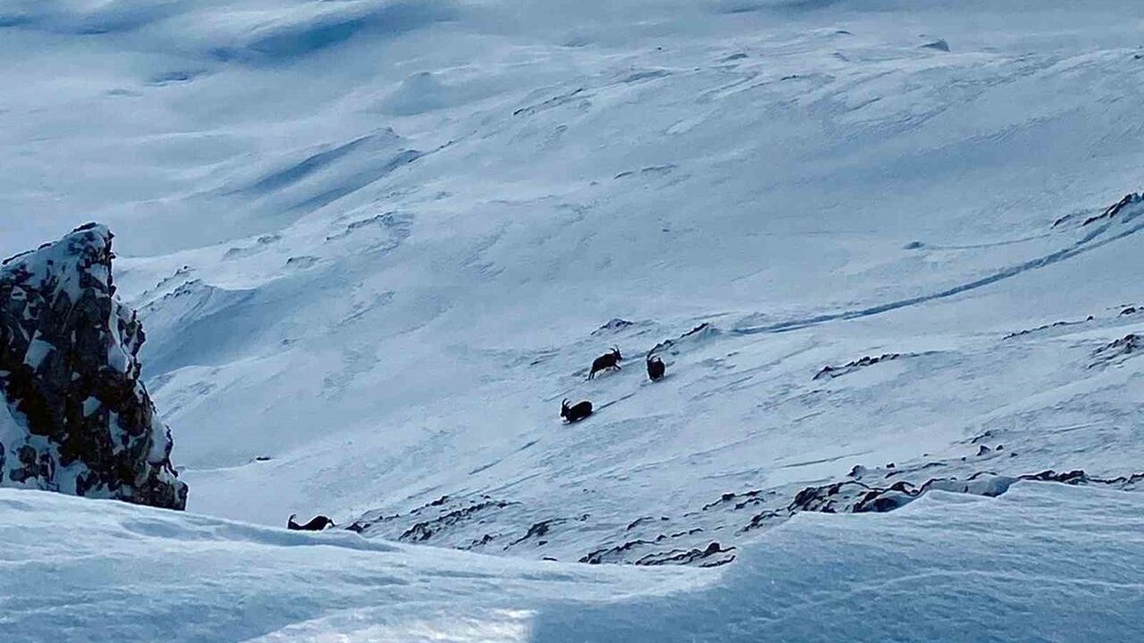 Çatak'ta Dağ Keçisi Görüntüleri