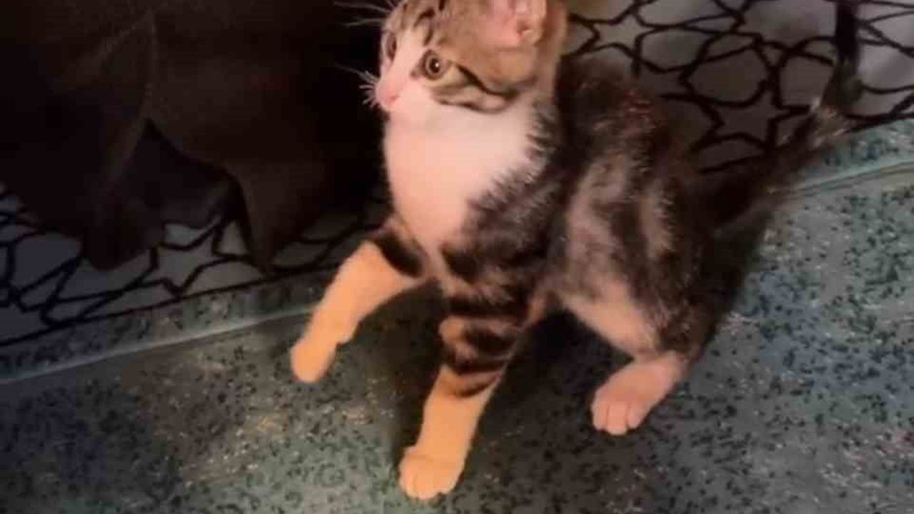 Cemaatle Oynayan Yavru Kedi Camide Gündem Oldu